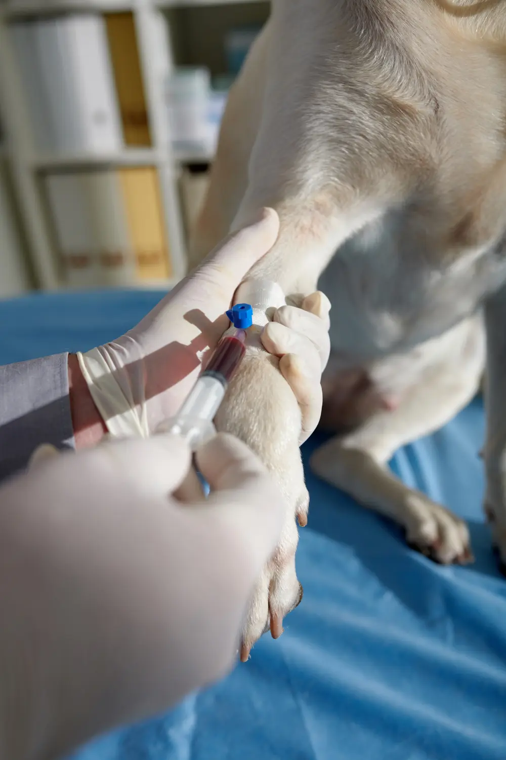Blood Test for Dogs – Happy Paws Vet